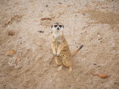 meerkat Suricata suricatta
