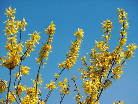 Some yellow flowers in front of bright blue sky