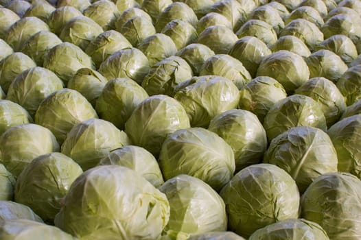 Rows upon rows of freshly picked green cabbage at the local farmers market