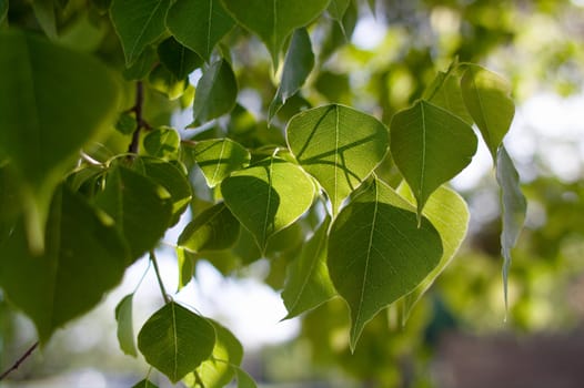 Tree leaves backlit by sun in Folsom CA