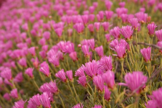 Bed of crowed pink flowers with green stems and leaves with narrow depth of field