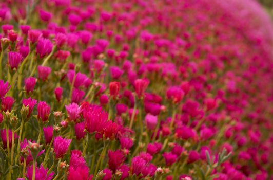 Bed of crowed pink and red flowers with green stems and leaves with narrow depth of field