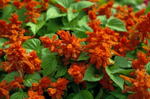 Lots of  fluffy Bright red flowers interwoven with green leaves