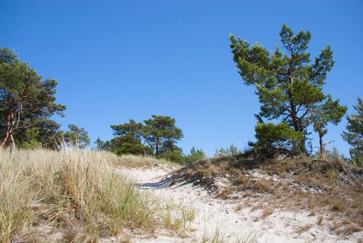 sand dunes eating up forest