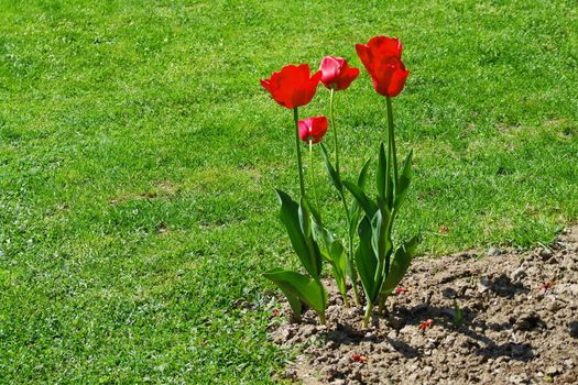 rote Tulpen
