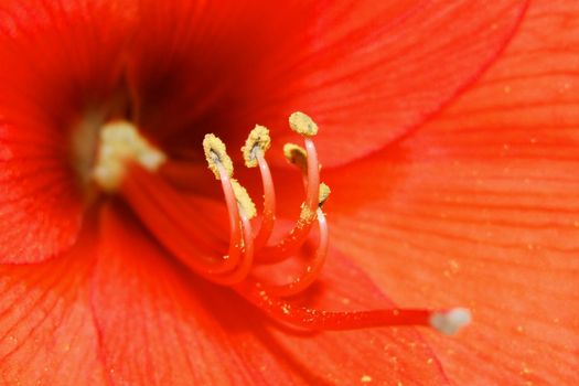 Lilienpollen Makro
