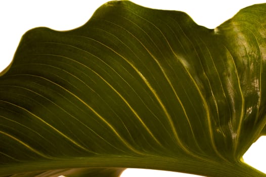 Close up of the underside of a large green calla lily leaf