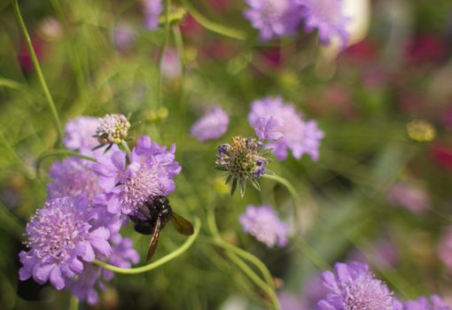 Carpenter Bee working on a Violet flower with a soft focus backgroundz