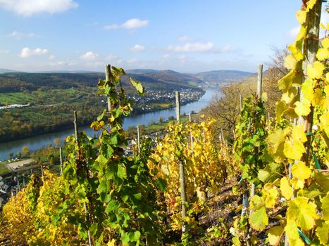 Weinlage "Graacher Himmelreich" bei Bernkastel mit Blick Richtung Wehlen 
