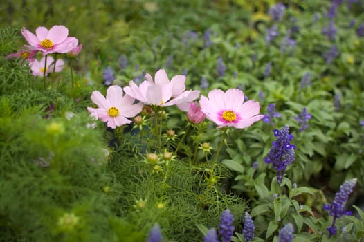 Several pink and yellow Cosmos and tiny purple flowers with background soft focus