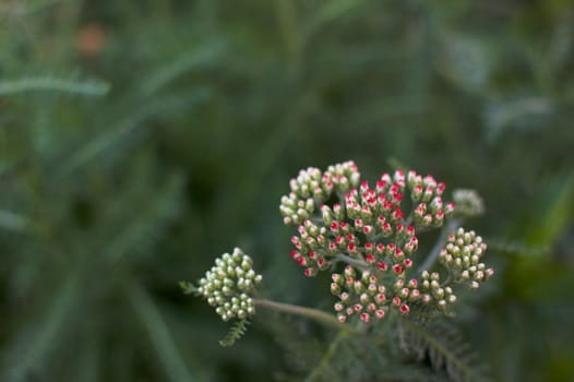 Red Yarrow just starting to bloom against a soft green leaf background