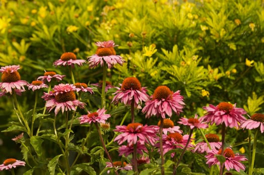 Pink and Yellow Echinacea flowers against a soft focus green background