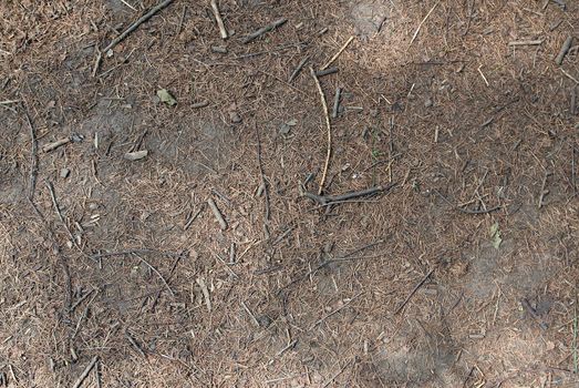 Textured background of forest branches and dry grass