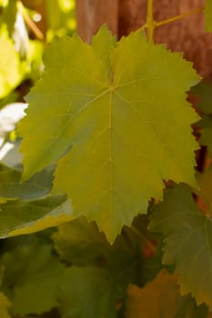 Grape leaf with other leaves and wood background