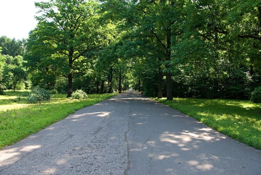 Asphalted road in the park