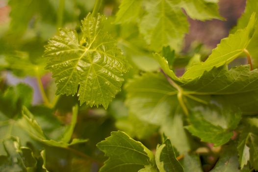 Green grape leaf sharply focused with a background of softer focus larger leaves