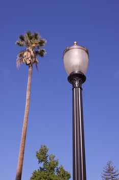 Vintage Lampost next to a single palm tree in Sacramento Capitol Park