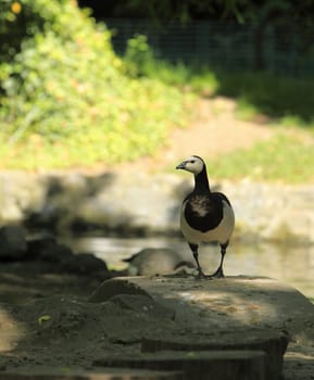 Image of a lonely goose in a stockyard.