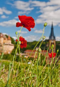 Shallow depth of field image of poppies in front of a village in the region of Beaujolais, France
