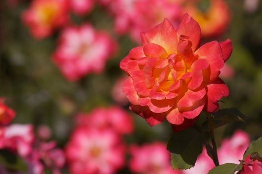 A single Fully bloomed red orange and yellow rose  against a backround of a soft focus rose garden