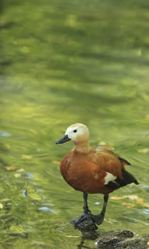 Ruddy Shelduck (Tadorna ferruginea) staying on a rock in a pond with green tree reflexions. 