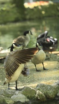 Active birds in a stockyard near a pond.