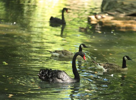 Group of black swans (Cygnus atratus) and geese in a lake.