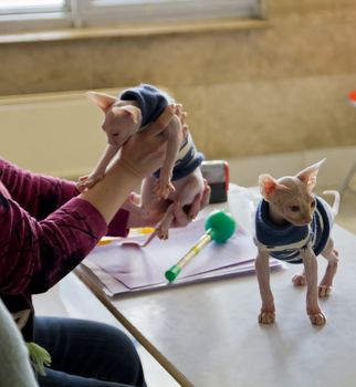 Don Sphinx kittens at the examination of expert
