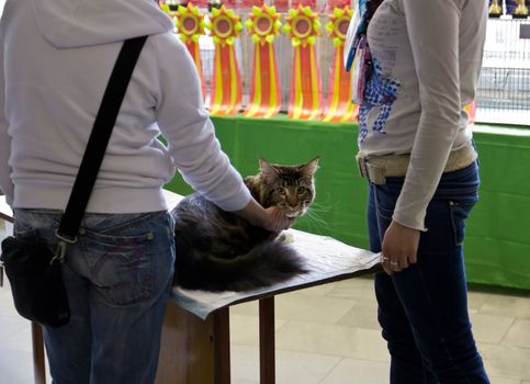 Maine Coon at the exhibition of cats before examination of the expert
