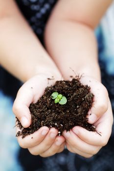 Seedling plant in the hands of a child 