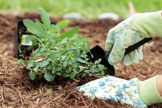 A gardener's gloved hand planting Chocolate Mint with a small trowel in a herb garden.