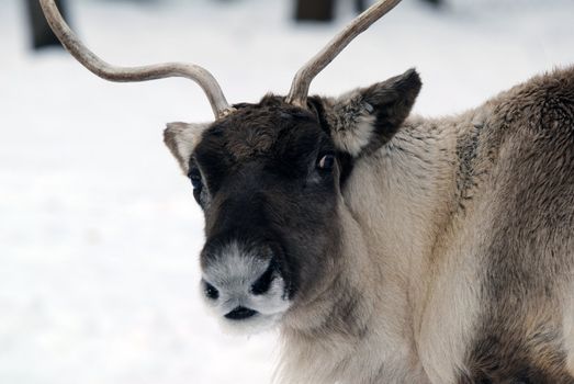 Close-up portrait of a reindeer on a cold Winter day