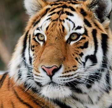 Close-up picture of a Siberian Tiger on a cold Winter day