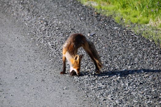 Picture of a Red Fox who did catch his lunch