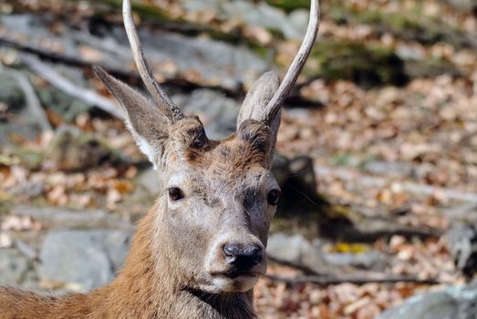 Close-up portrait a a Wapiti in the Autumn season