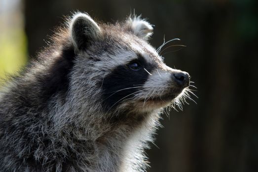 Close-up portrait of a wild raccoon on a sunny day