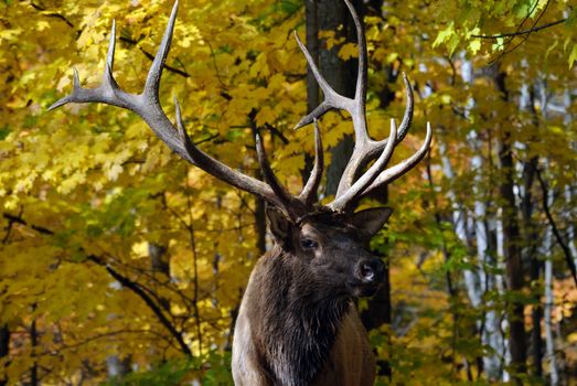 Close-up portrait a a Wapiti in the Autumn season