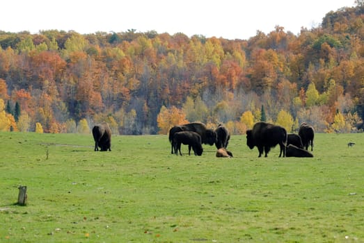 Picture of a small bison herd in the Fall season