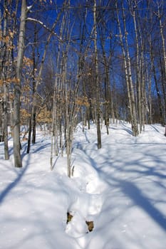 View of a northern forest in Winter