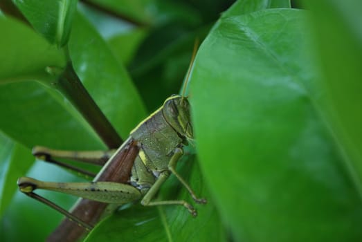grasshopper eyes checking it out