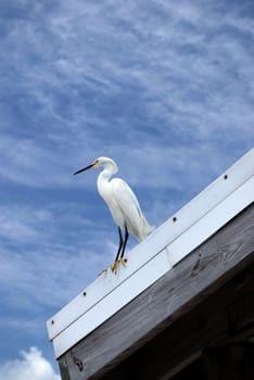 egret taking a break on a roof