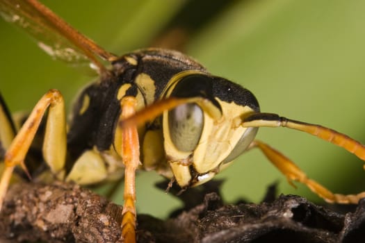 A wasp Polistes bischoffi ( Weyrauch, 1937 ) of threatening aspect 