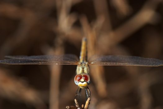 Image of a dragonfly ( sympetrum sp ) accomplished like photo of approximation.