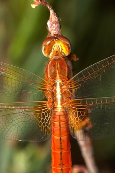 Image of a dragonfly ( sympetrum sp ) accomplished like photo of approximation.