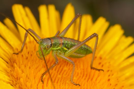Grasshopper (steropleurus sp) waiting patiently on a flower