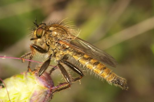 A specimen of Killer Fly -Machimus sp. (Loew, 1849)