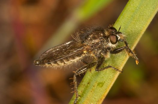 A specimen of Killer Fly -Machimus sp. (Loew, 1849)