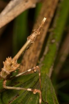 An insect of the family of the mantis, concretely an Empusa pennata
