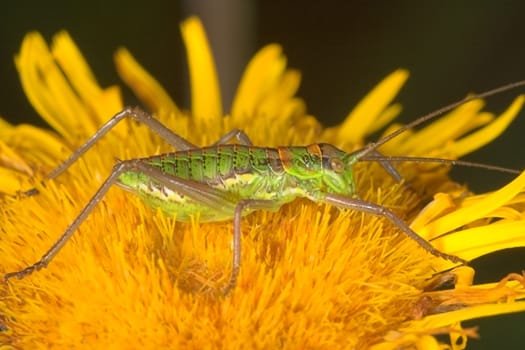 Grasshopper (steropleurus sp) waiting patiently on a flower