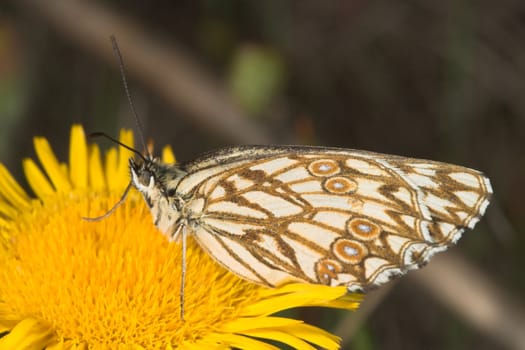 Melanargia butterfly waiting patiently on a flower